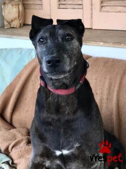 Ράτσα: Άγνωστο - Ημίαιμο | Ηλικία: 5+ | Φύλο: Αρσενικό | Αρ. Microchip: . | Περιοχή: Νέα Σμύρνη, Αττική